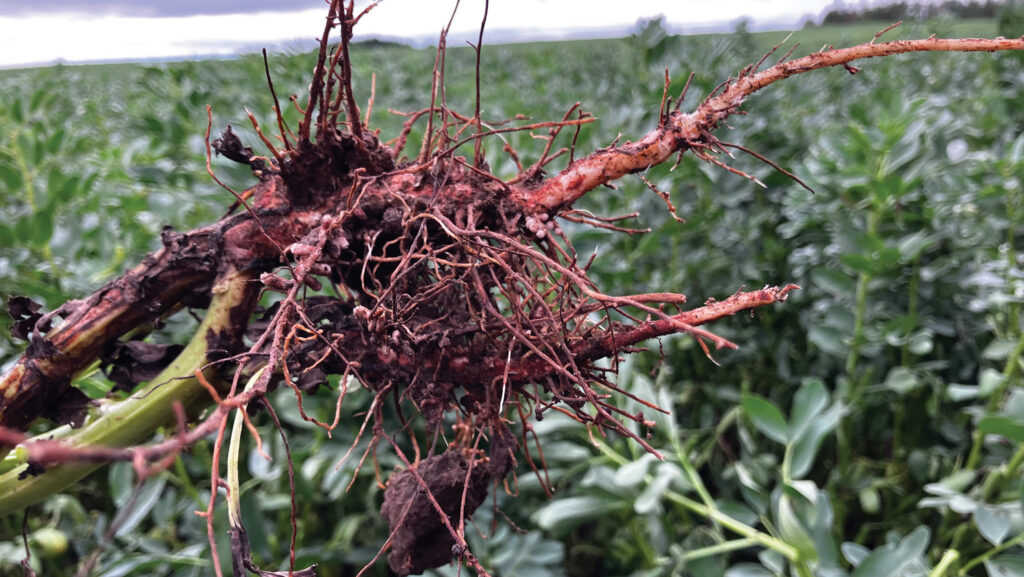 Roots of bean crop