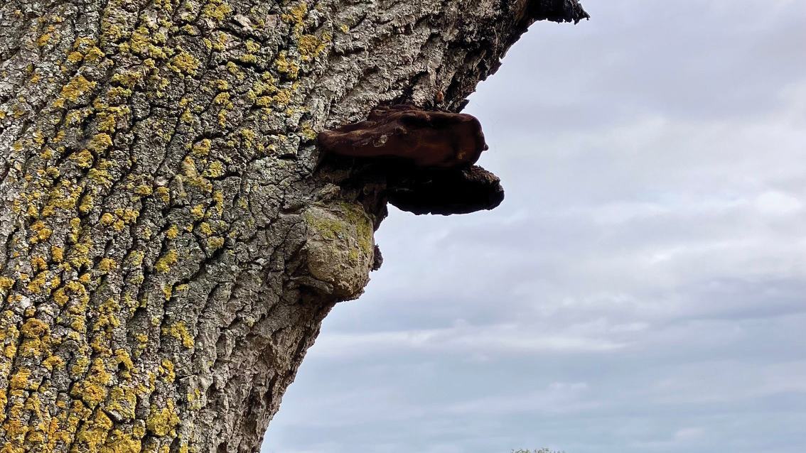 ash tree with disease damage