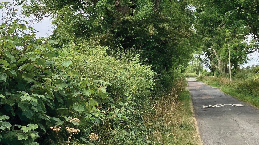 Ash tree with dieback next to road