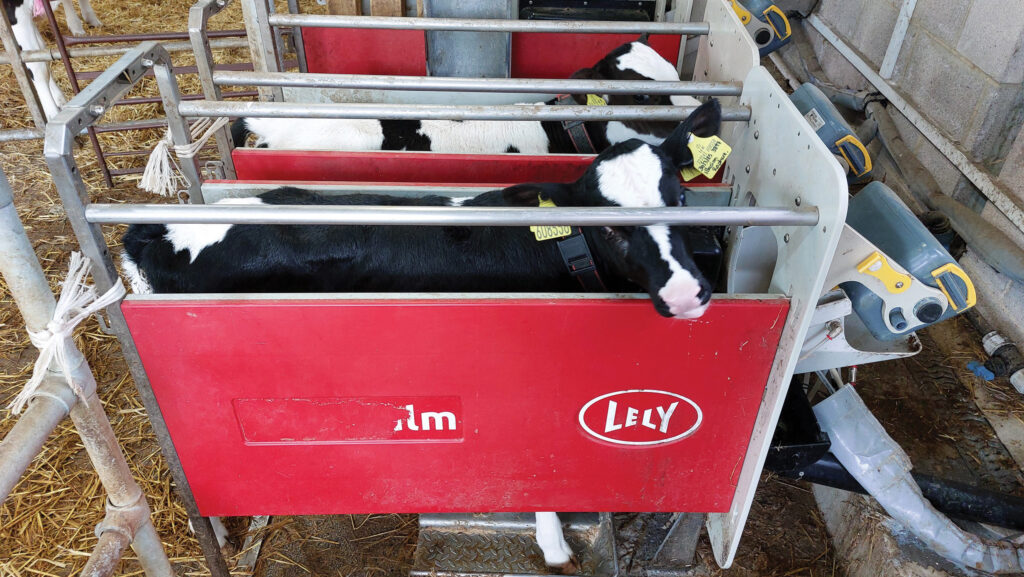 Calves in Lely automatic feeders