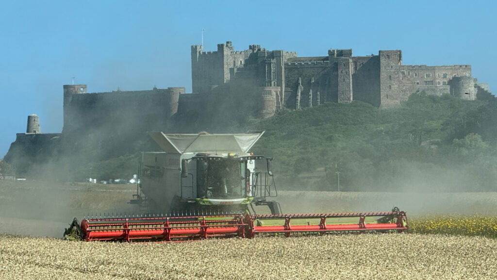 Bamford wheat being cut at Greenhill Farm, Bamburgh
