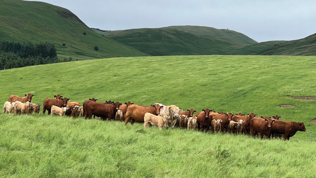Cows with Charolais bull © Sara Gregson