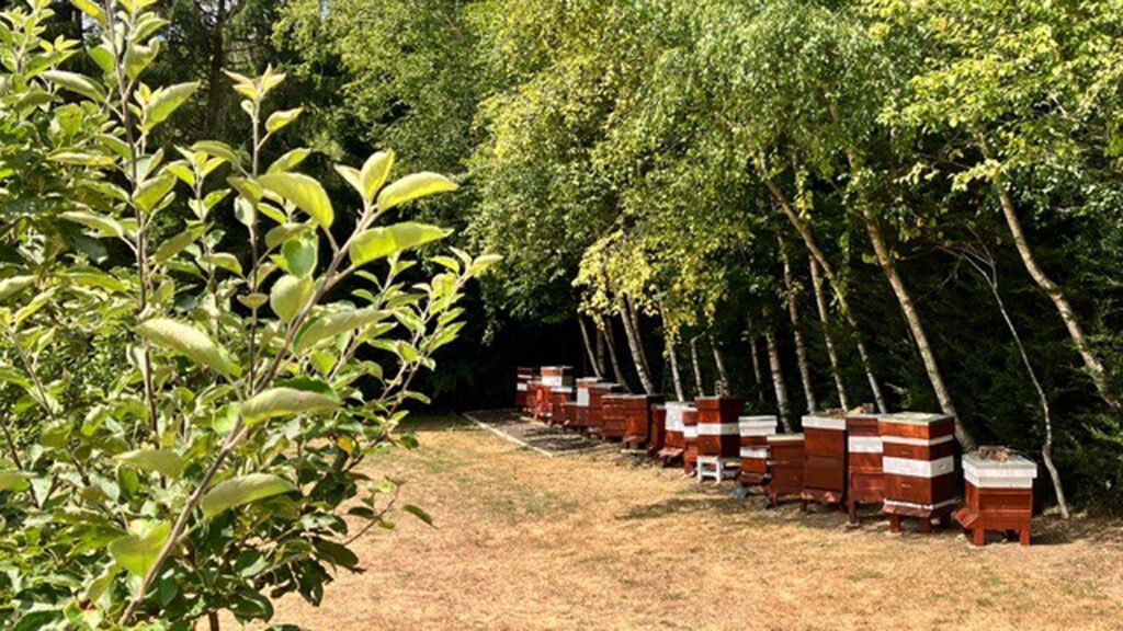 Bee hives