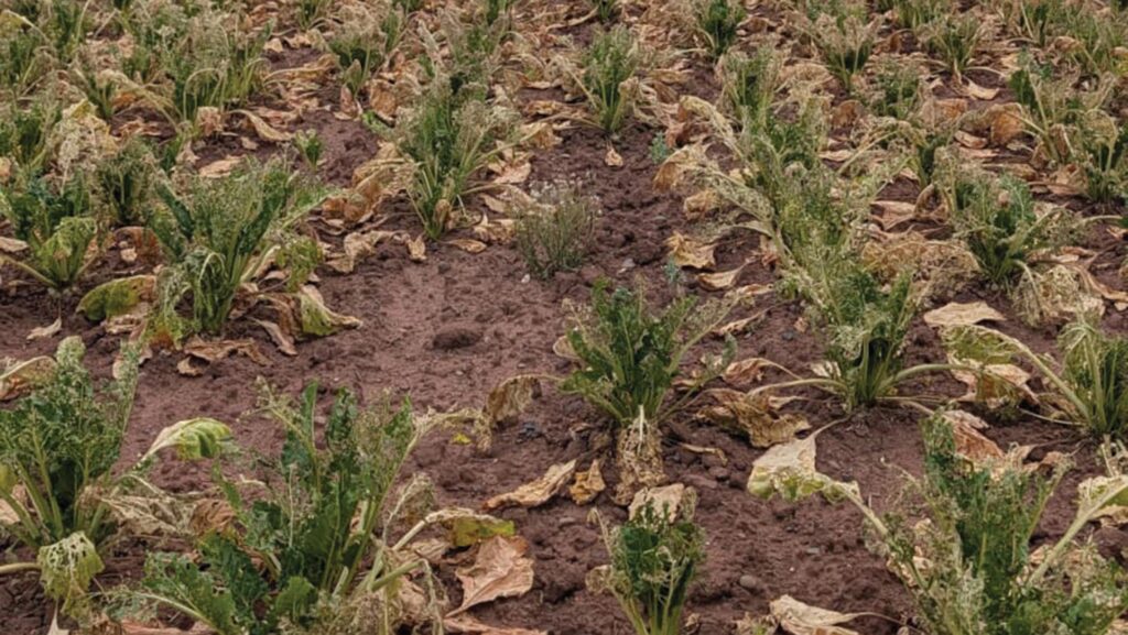 Sugar beet crop damaged by beet army worm