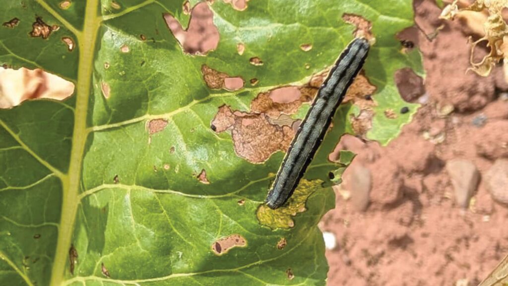 Beet army worm © Ally Hunter Blair