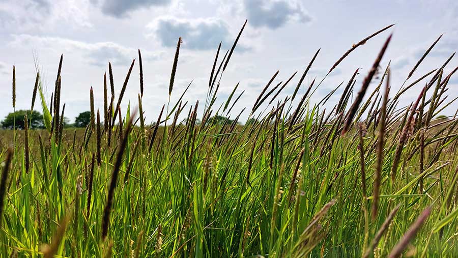 Blackgrass
