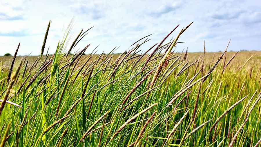 Blackgrass