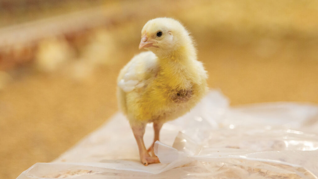 © Poultry Health Services