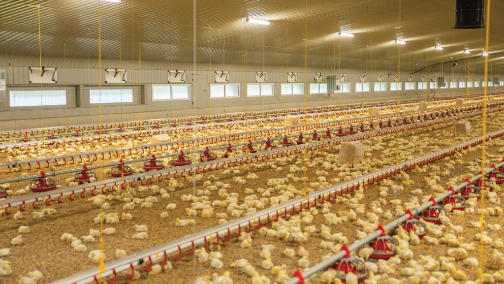 Broiler chicks