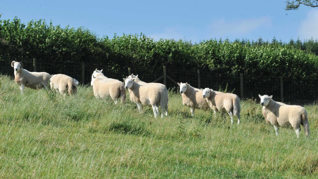 Brecknock Cheviot tups