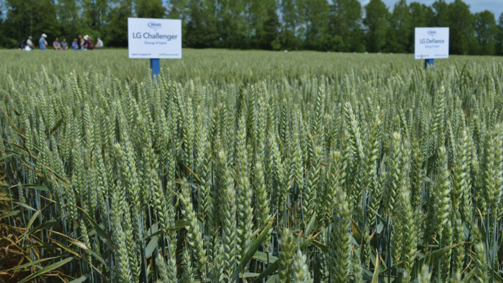 Challenger and Defiance are two new winter wheat varieties with good yellow rust resistance