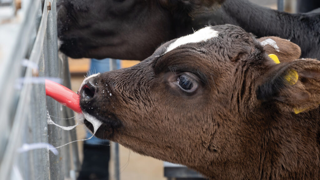 Calves suckling from a milk feeder