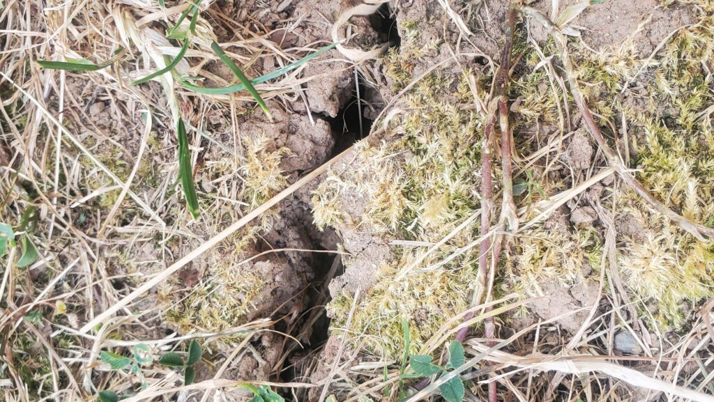 Cracked soils after drought