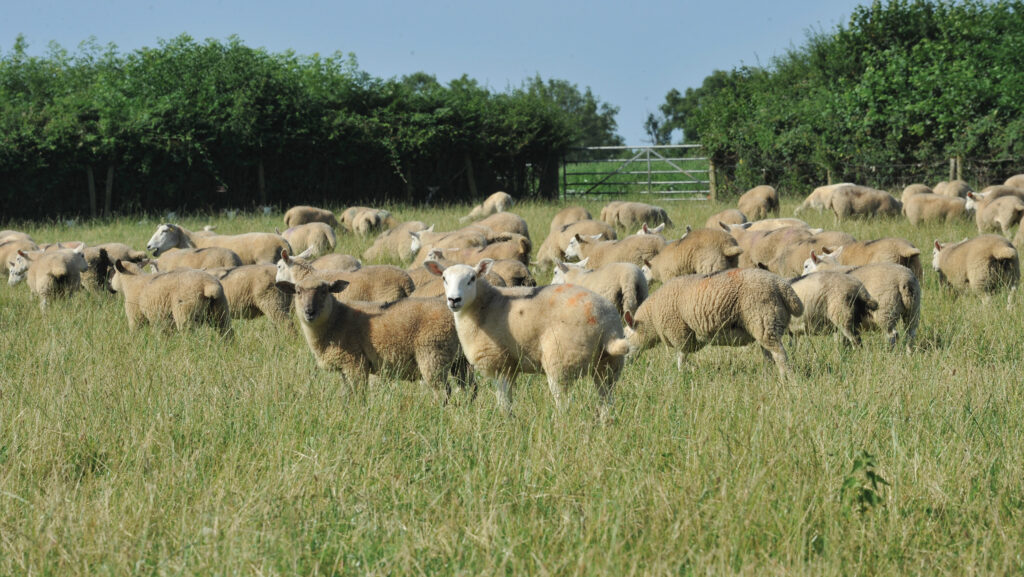 Sheep in field
