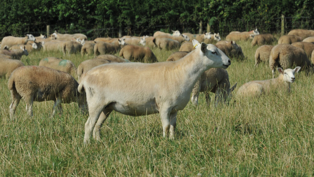 yearling sheep