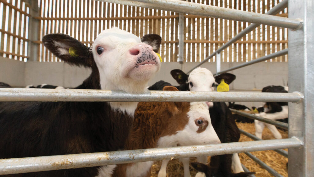 Calves in a rearing pen