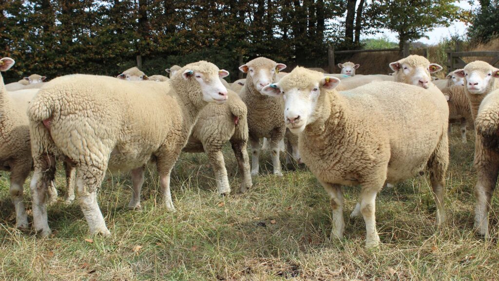 David Rendle's Poll-Dorset ewes © Ann Hardy