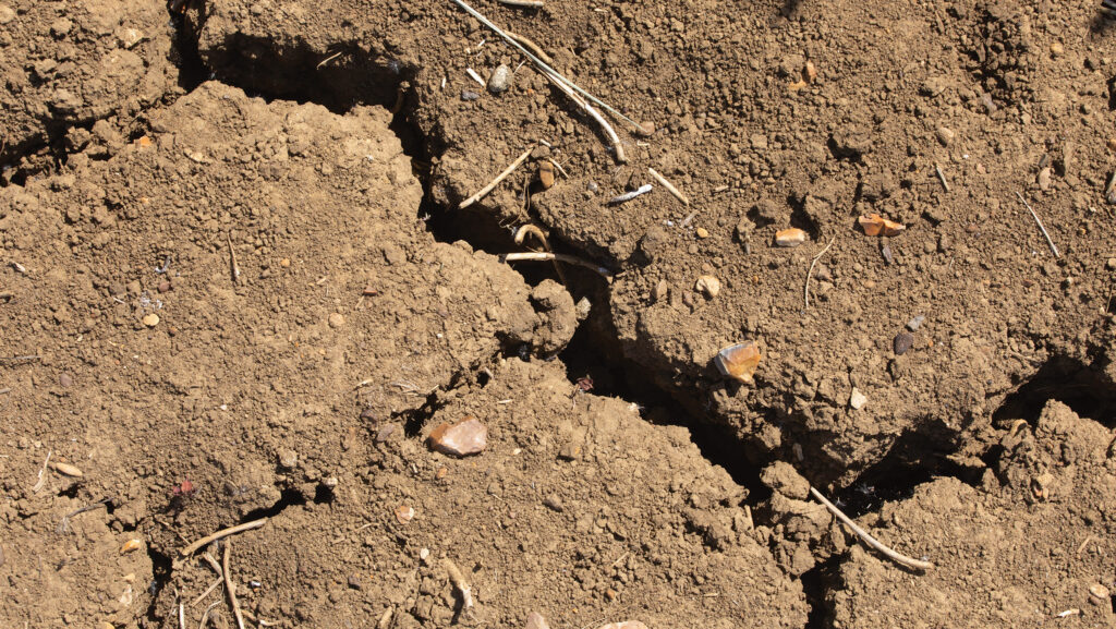 Did drought or heat have greater effect on crop yields this harvest?