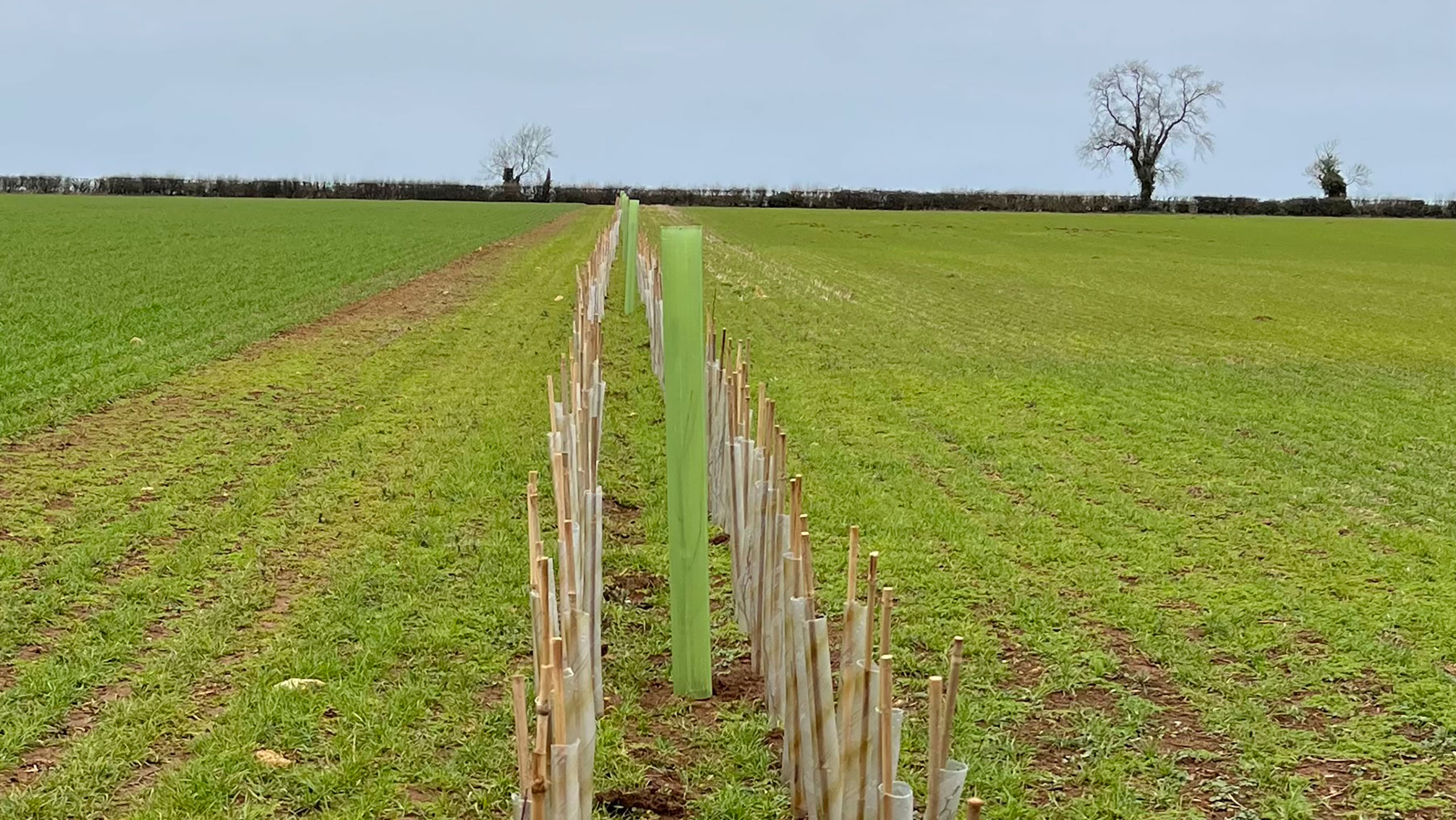 Trees in hedge
