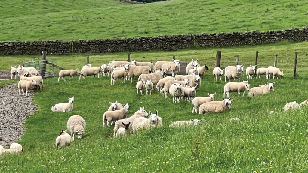 Ewes and lambs