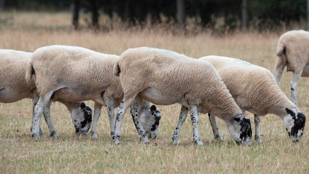 Ewes grazing dry pasture 