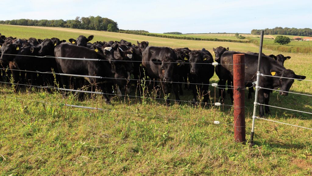 Cows behind electric fencing