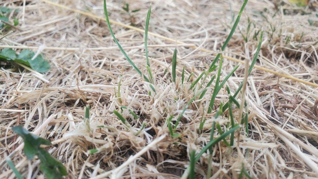 Grass regrowth after drought