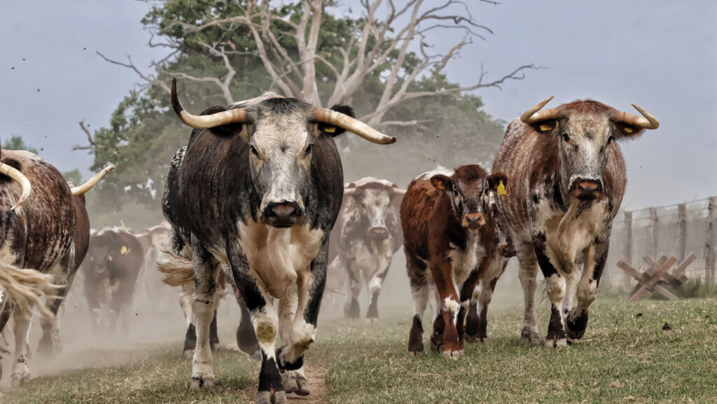 Longhorns