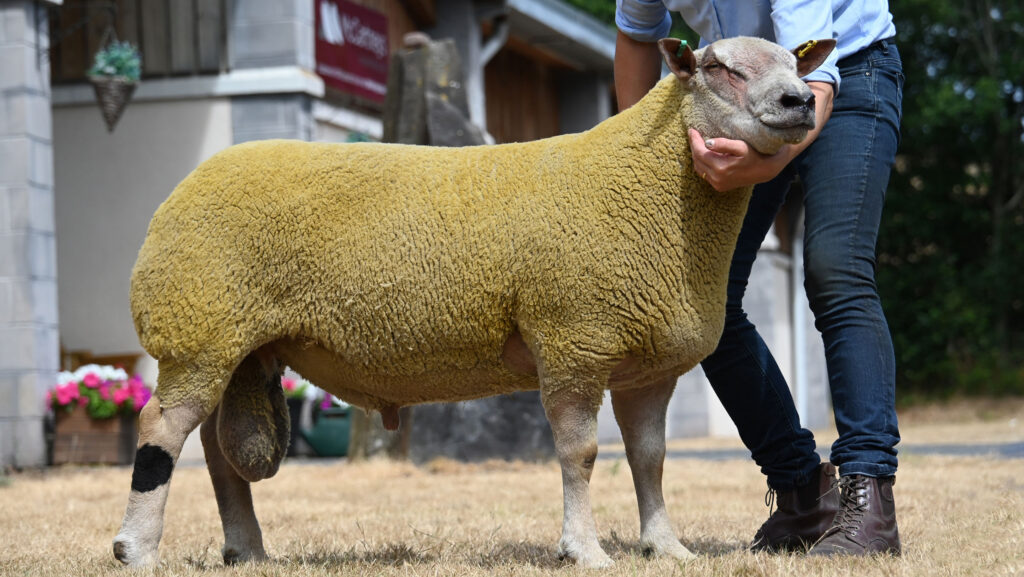 A ram