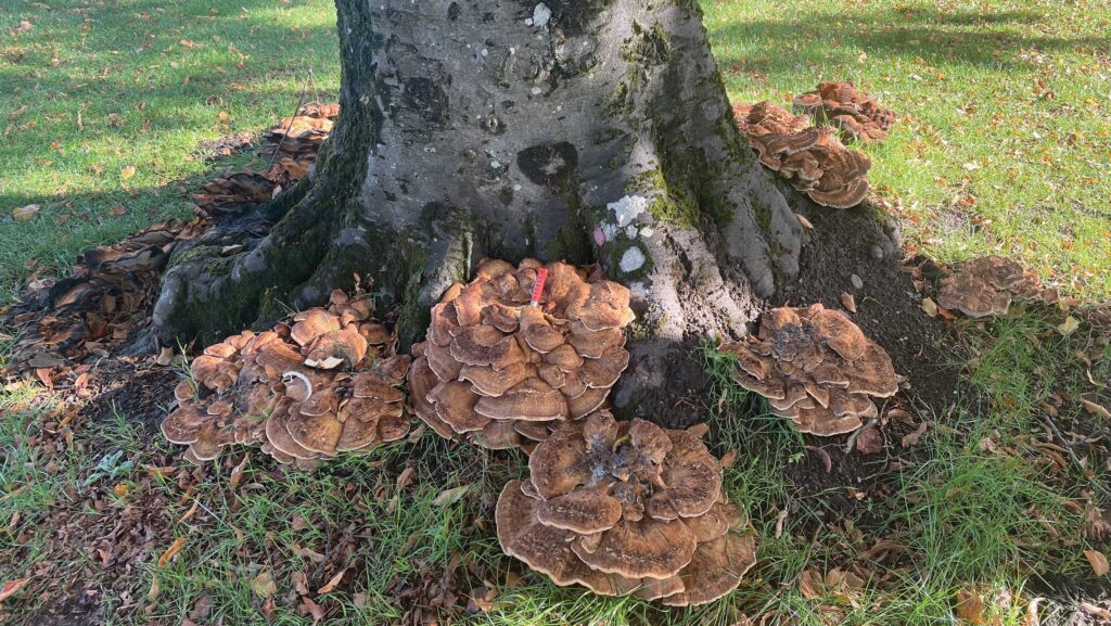 Meripilus giganteus fungus