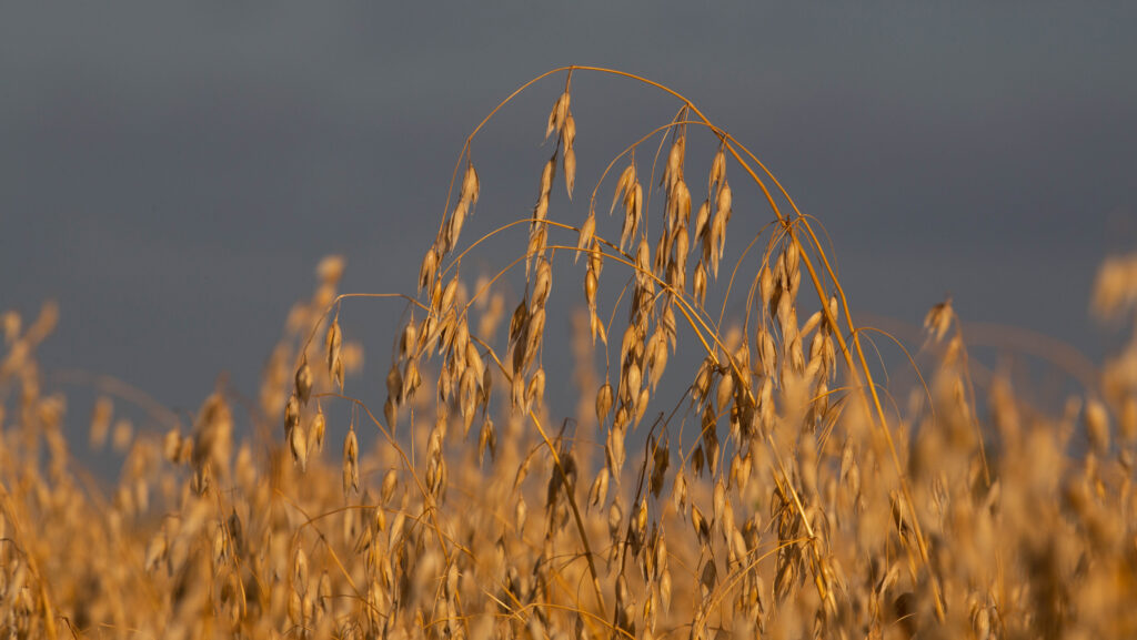 Oats ready for harvest
