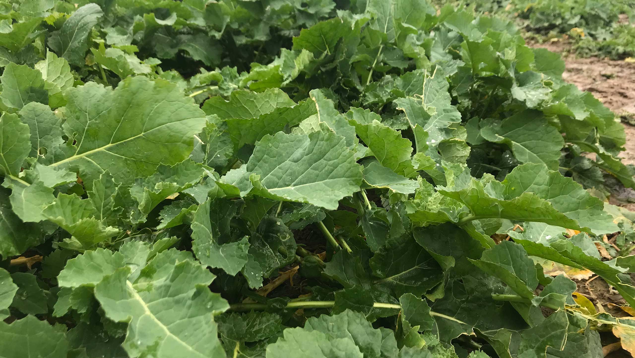 oilseed rape