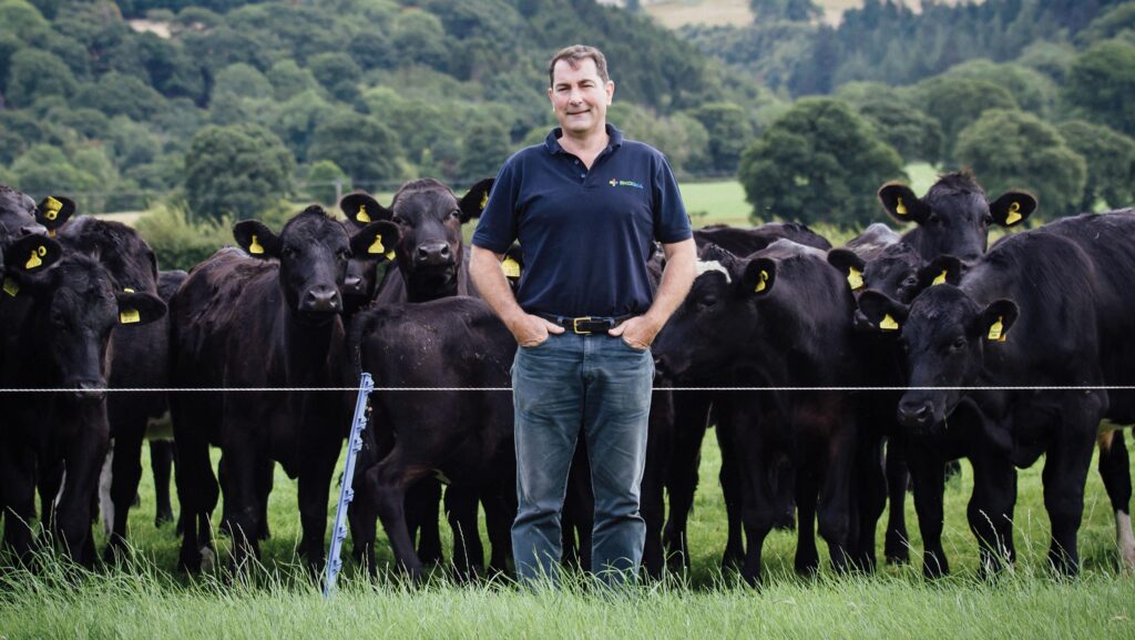Philip Hughes with cattle