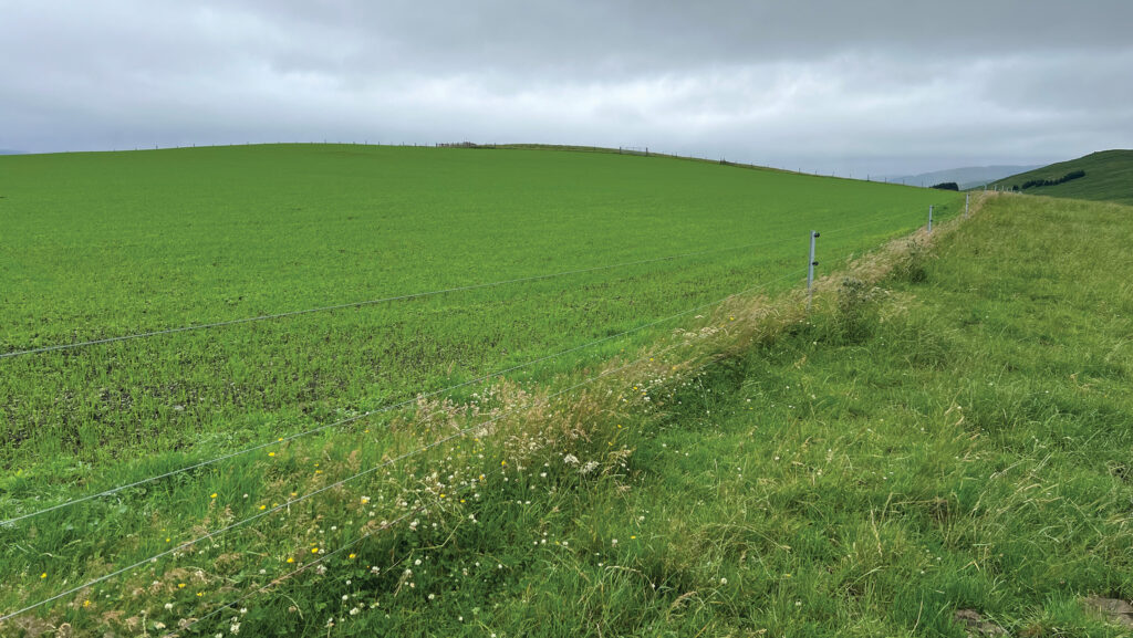 Red clover grass ley