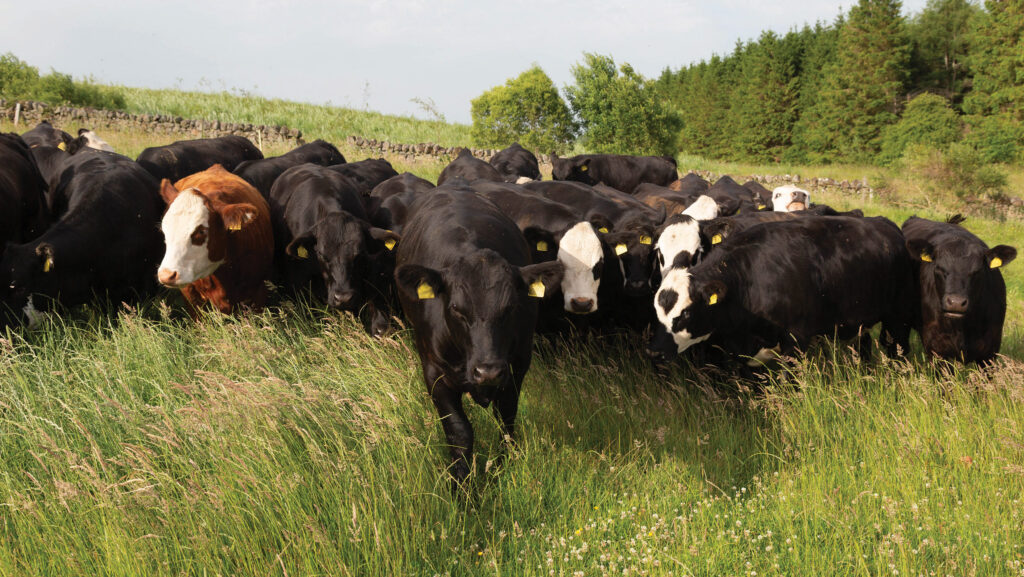 Bulling heifers