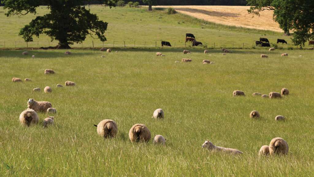 Ewe hoggs with Shetland-cross lambs