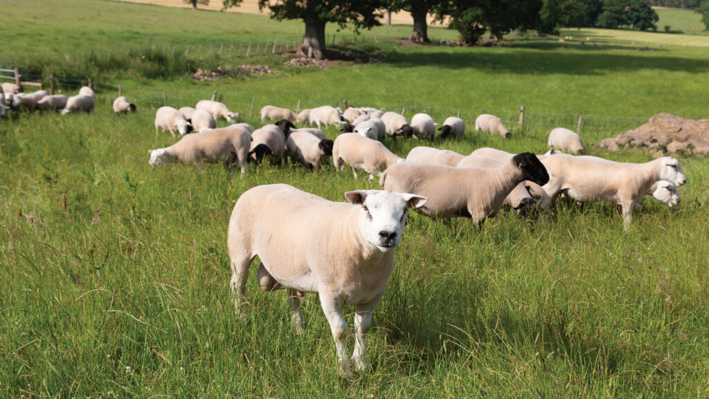 Rams in field