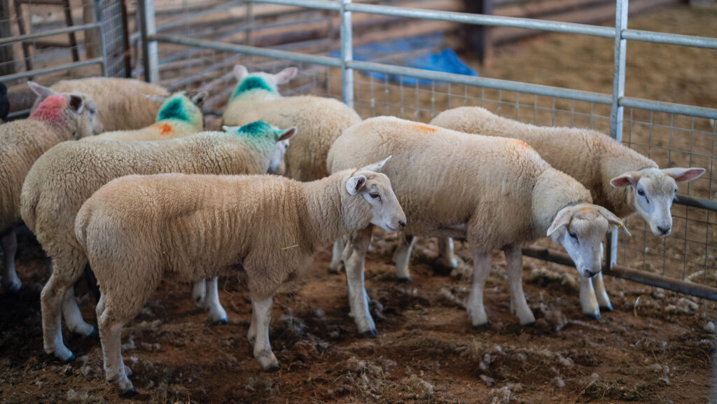 Sheep on a farm