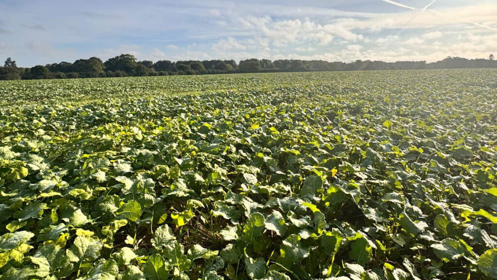 Sugar beet