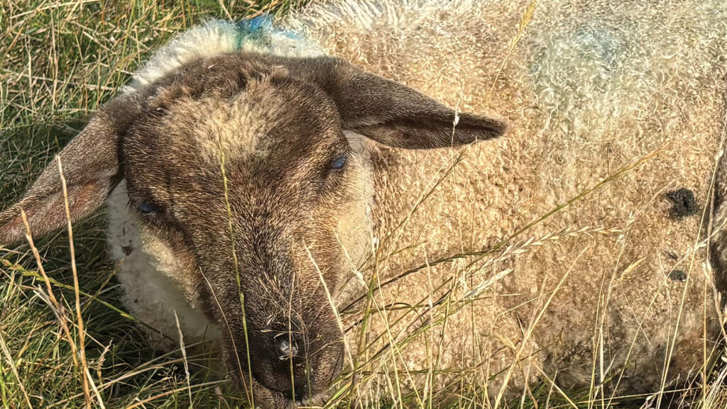 A lamb suspected of having BTV