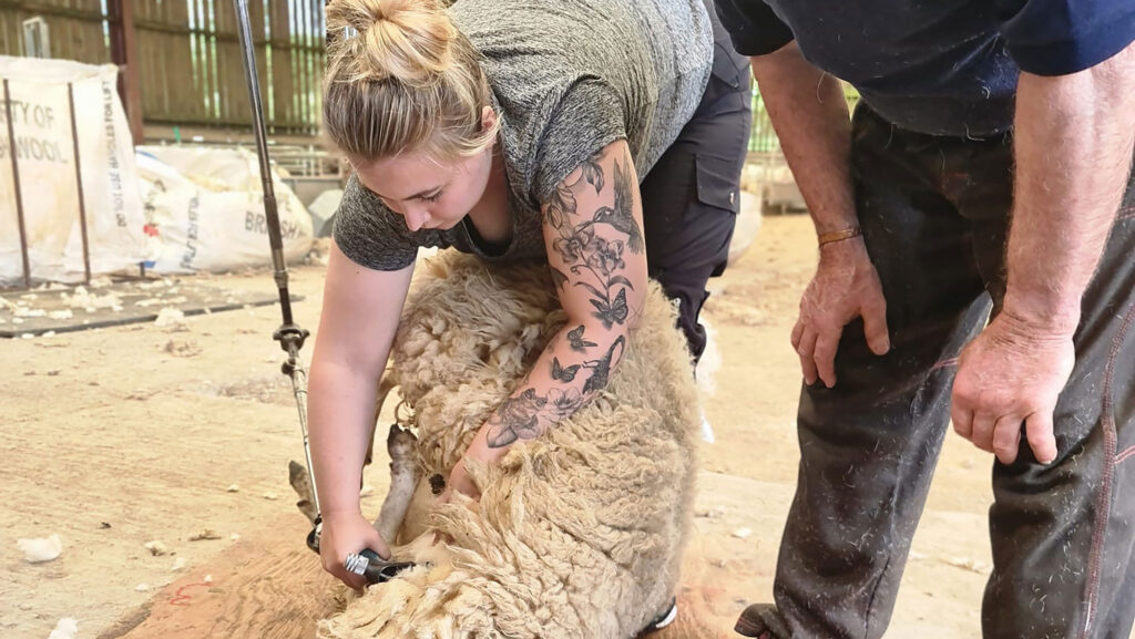 A woman shearing
