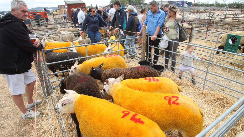 Beltex rams