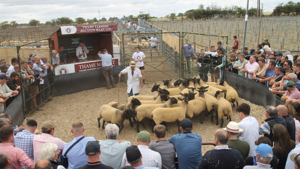 Ewes in a mart ring