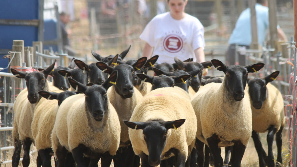 Handlers with livestock
