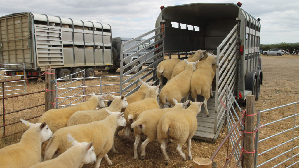 Loading livestock