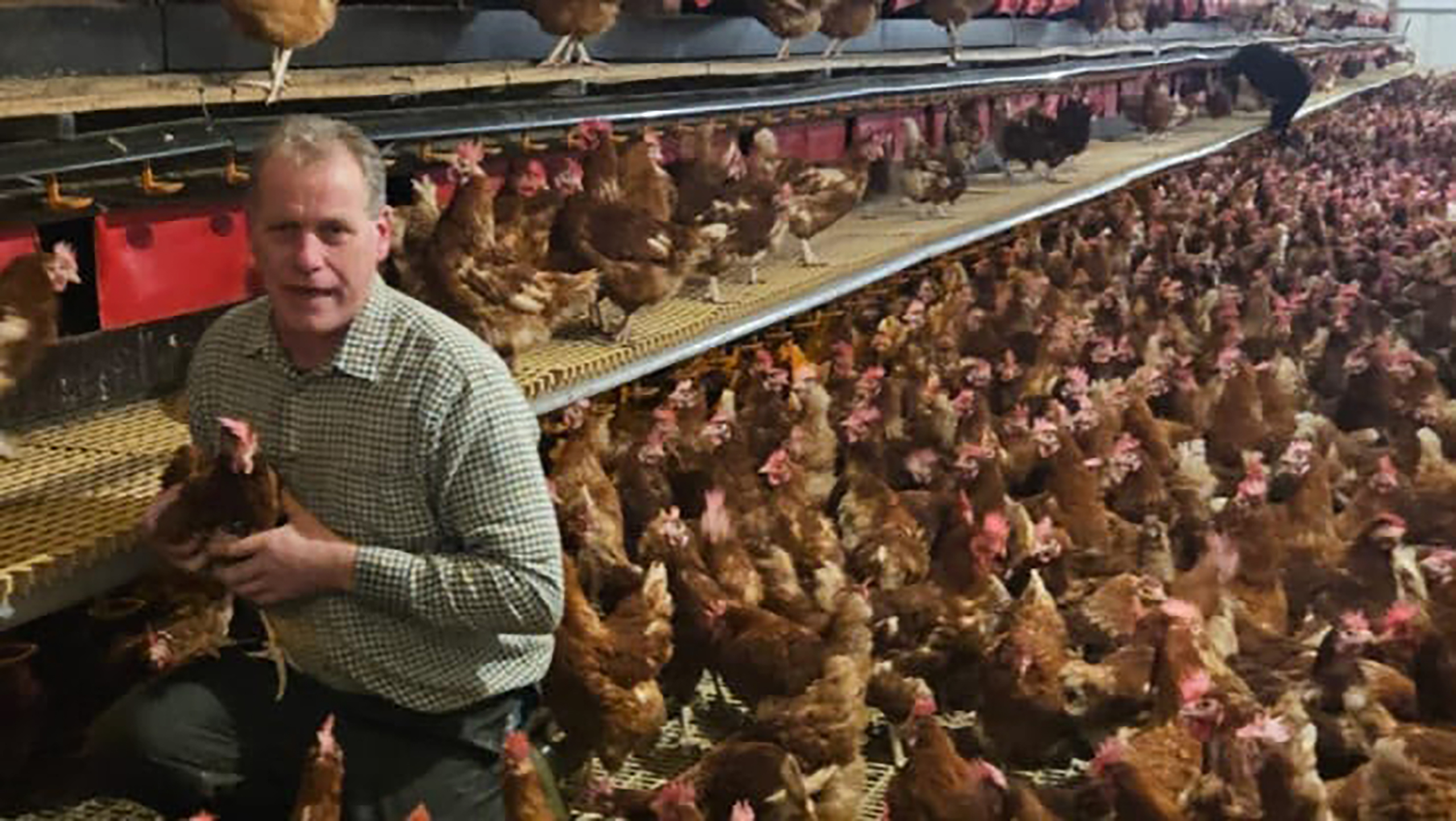 Egg producer Tim Gelf in poultry shed