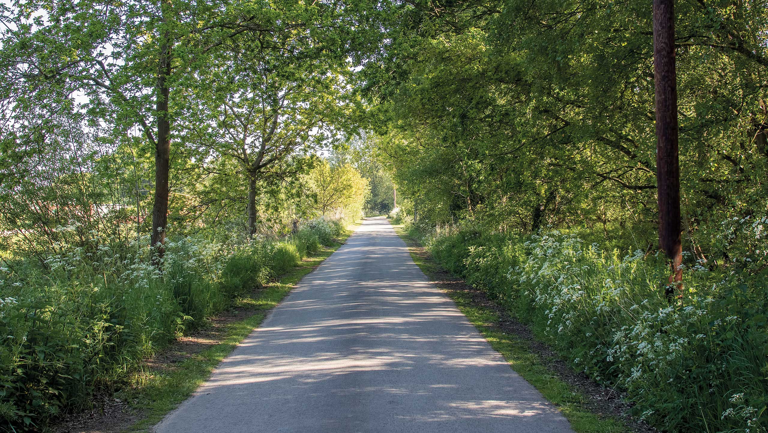 Tree-lined road