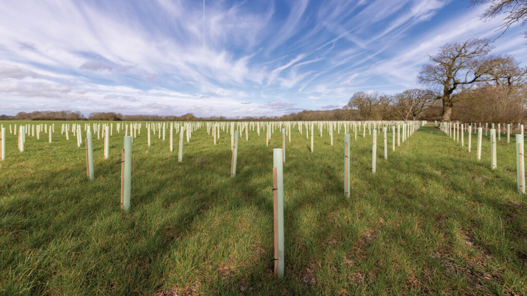 Tree planting