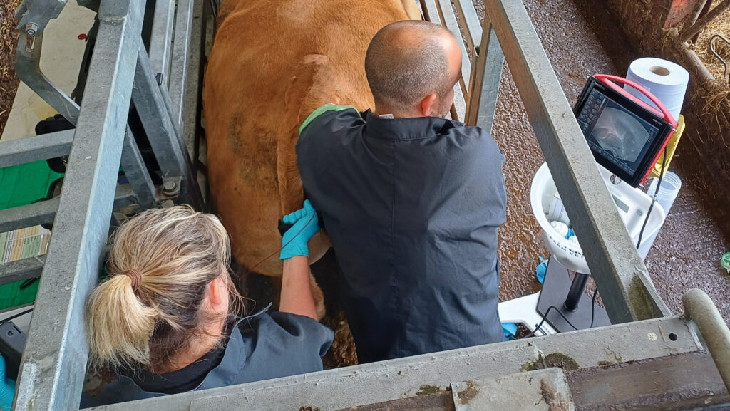 © Wyvern Farm Vets