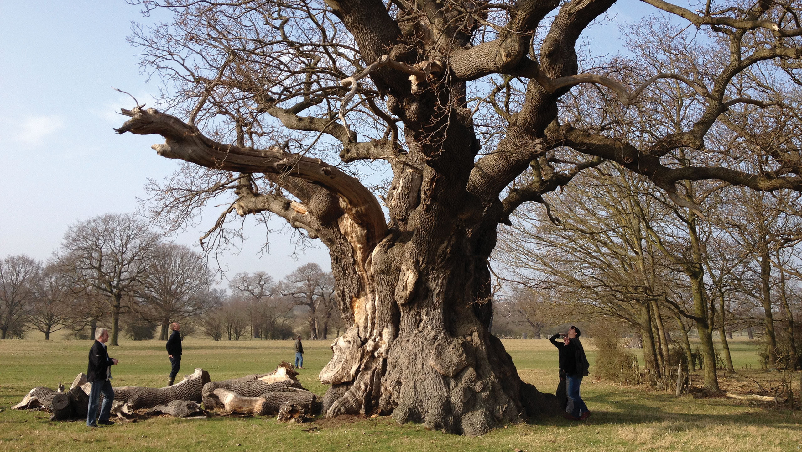 Tree in Windsor Great Park
